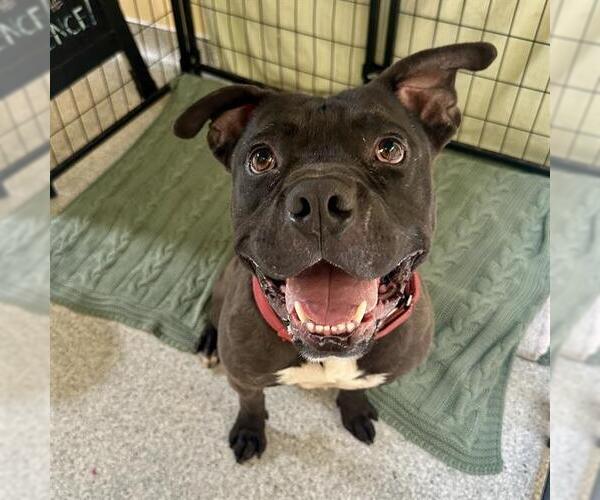 Medium Photo #2 Mutt Puppy For Sale in Modesto, CA, USA