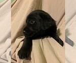 Small Photo #6 Labrador Retriever Puppy For Sale in PUEBLO, CO, USA
