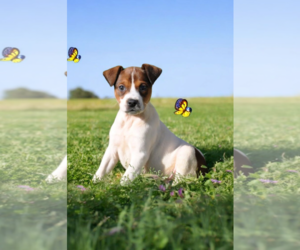 Basenji-Rat Terrier Mix Dogs for adoption in McKinney, TX, USA