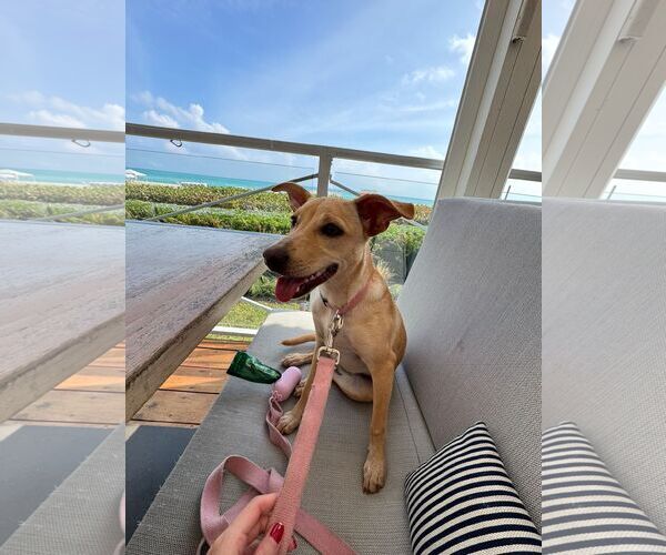 Medium Photo #6 Mutt Puppy For Sale in miami, FL, USA