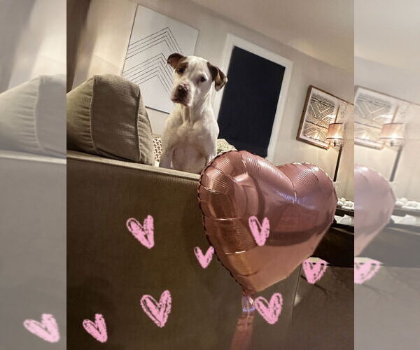 Medium Photo #9 American Pit Bull Terrier-Unknown Mix Puppy For Sale in Westwood, NJ, USA