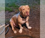 Small #11 American Pit Bull Terrier-American Staffordshire Terrier Mix