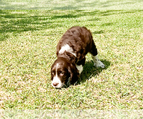 Medium Photo #3 English Springer Spaniel Puppy For Sale in FITZGERALD, GA, USA