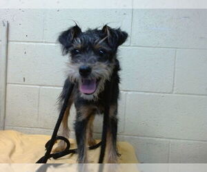 Miniature Schnauzer-Unknown Mix Dogs for adoption in Downey, CA, USA