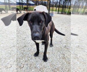 Bloodhound-German Shepherd Dog Mix Dogs for adoption in Bolivar, MO, USA