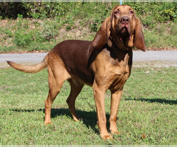 Medium Photo #1 Bloodhound Puppy For Sale in Prattville, AL, USA