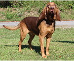 Preacher 44468 - Male Bloodhound Dog for Adoption - Small photo
