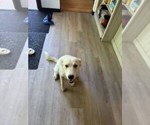 Mutt Dogs for adoption in Calgary, Alberta, Canada