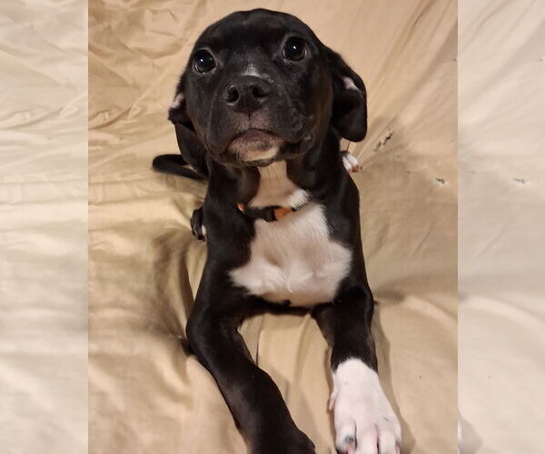 Medium Photo #8 Mutt Puppy For Sale in Brooklyn Center, MN, USA