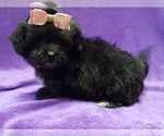 Small Photo #14 ShihPoo Puppy For Sale in BUFFALO, MO, USA
