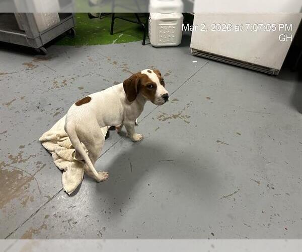 Medium Photo #1 American Pit Bull Terrier-Beagle Mix Puppy For Sale in Ocala, FL, USA