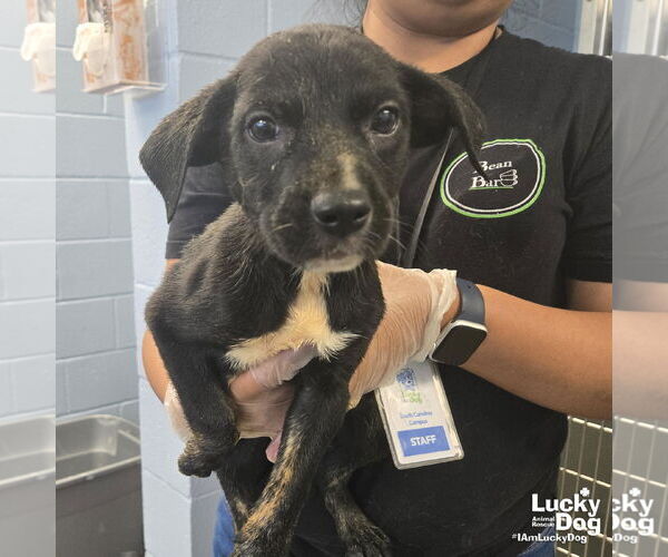 Medium Photo #1 Australian Shepherd-Unknown Mix Puppy For Sale in Washington, DC, USA