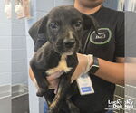 Small Australian Shepherd Mix