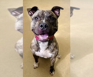 American Pit Bull Terrier Dogs for adoption in Derwood, MD, USA