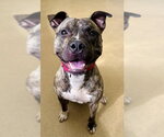 *LINKS - Male American Pit Bull Terrier Dog for Adoption - Small photo
