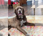 Small #3 Labrador Retriever Mix