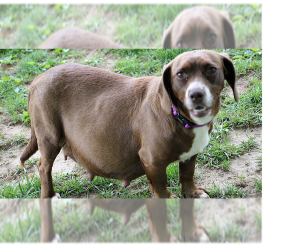 Medium Photo #8 Doxle Puppy For Sale in Aurora, IN, USA