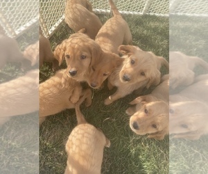 Golden Retriever Puppy for sale in MASON, OH, USA
