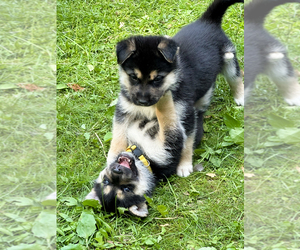 German Shepherd Dog-Siberian Husky Mix Litter for sale in LANSING, MI, USA