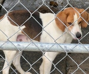 Plott Hound Puppy for sale in DISPUTANTA, VA, USA