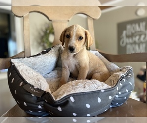 Labbe Puppy for sale in CONVERSE, IN, USA