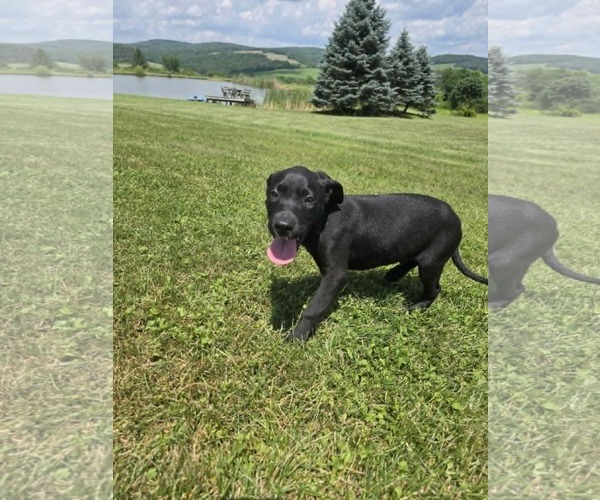 Medium Photo #3 Labrador Retriever-Unknown Mix Puppy For Sale in SHERBURNE, NY, USA