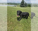 Small #2 Labrador Retriever Mix