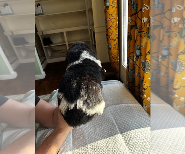 Medium Photo #6 Newfoundland Puppy For Sale in SAXTONS RIVER, VT, USA