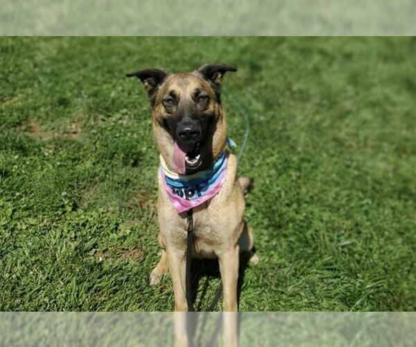 Medium Photo #2 German Shepherd Dog-Unknown Mix Puppy For Sale in Placerville, CA, USA