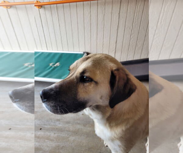 Medium Photo #2 Anatolian Shepherd Puppy For Sale in Sequim, WA, USA