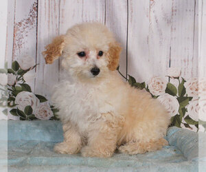 Bichpoo Puppy for sale in PENNS CREEK, PA, USA