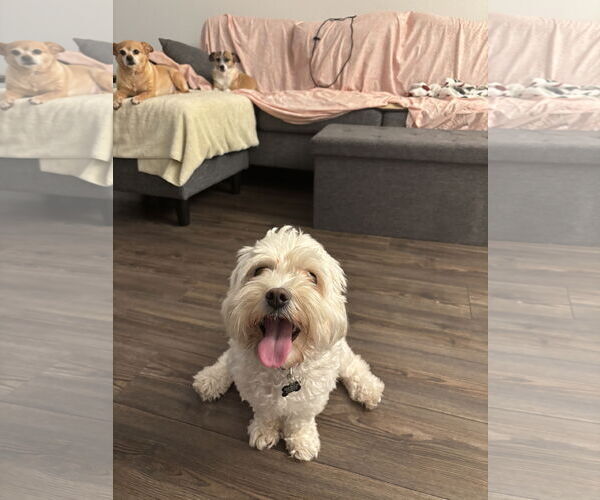 Medium Photo #2 - Mix Puppy For Sale in Menifee, CA, USA