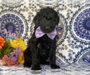 Goldendoodle Puppy for sale in LANCASTER, PA, USA
