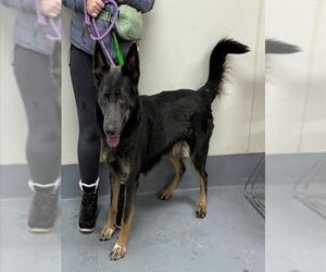 German Shepherd Dog-Unknown Mix Dogs for adoption in Louisville, KY, USA