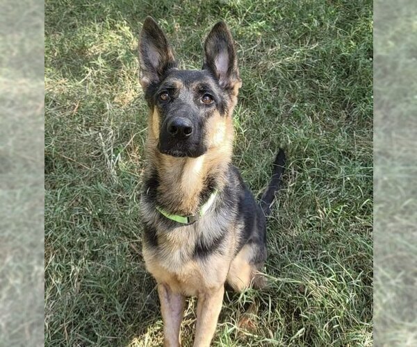 Medium Photo #1 German Shepherd Dog Puppy For Sale in Rolesville, NC, USA
