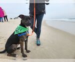 Small Photo #15 Mutt Puppy For Sale in Woodbury, NY, USA