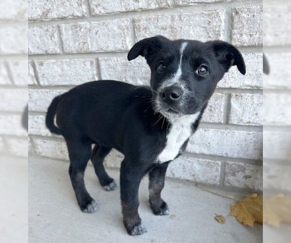 Medium Photo #1 Border Collie-Unknown Mix Puppy For Sale in Genesee, WI, USA