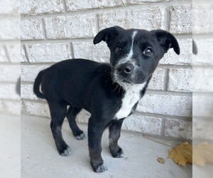 Border Collie-Unknown Mix Dogs for adoption in Genesee, WI, USA