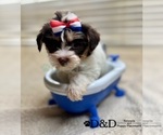 Small Yorkshire Terrier