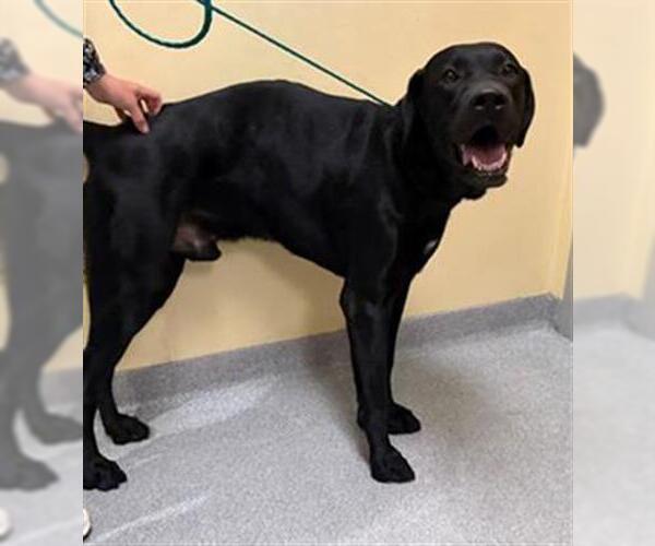 Medium Photo #1 Great Dane-Labrador Retriever Mix Puppy For Sale in Orange, CA, USA