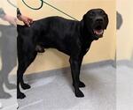 Small Great Dane-Labrador Retriever Mix