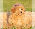 Small Photo #50 Maltipoo (Toy) Puppy For Sale in WARSAW, IN, USA