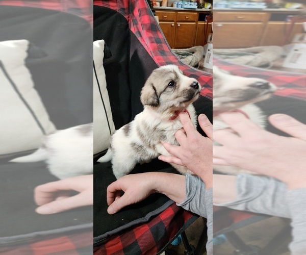Medium Photo #13 Anatolian Pyrenees Puppy For Sale in LEWIS, IA, USA