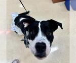 Small #1 American Staffordshire Terrier Mix