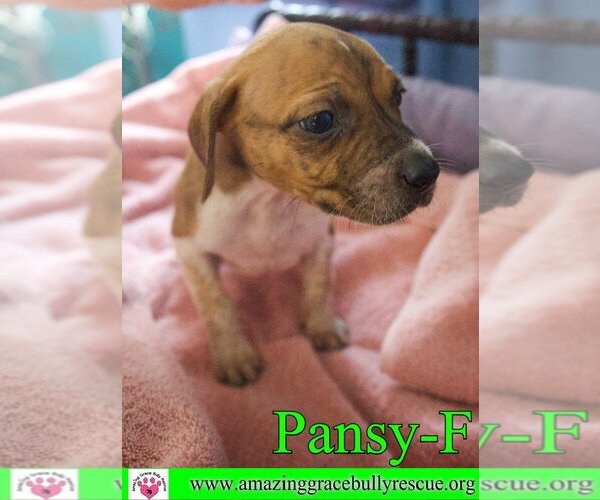 Medium Photo #8 Australian Shepherd-Beagle Mix Puppy For Sale in Pensacola, FL, USA
