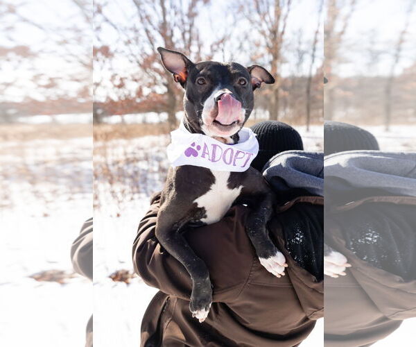 Medium Photo #11 Mutt Puppy For Sale in Crete, IL, USA