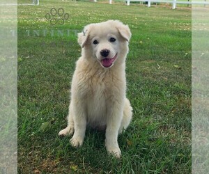 American Eskimo Dog Puppy for sale in WILLIAMSPORT, MD, USA