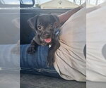 Small Mutt