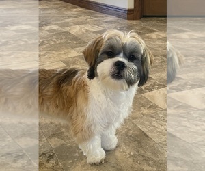 Shih Apso Puppy for sale in CANOGA, NY, USA