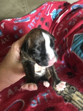 Medium Photo #2 Boxer Puppy For Sale in ELKHART, IN, USA